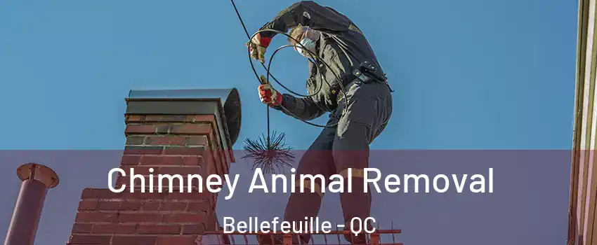 Chimney Animal Removal Bellefeuille - QC