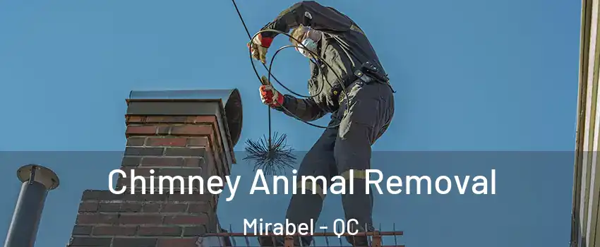 Chimney Animal Removal Mirabel - QC