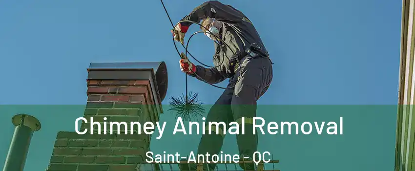 Chimney Animal Removal Saint-Antoine - QC
