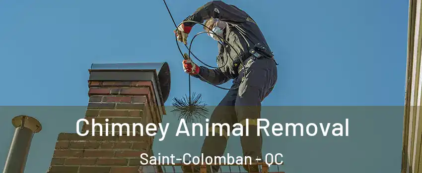 Chimney Animal Removal Saint-Colomban - QC