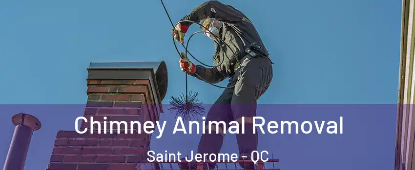 Chimney Animal Removal Saint Jerome - QC