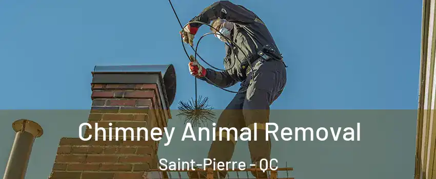 Chimney Animal Removal Saint-Pierre - QC